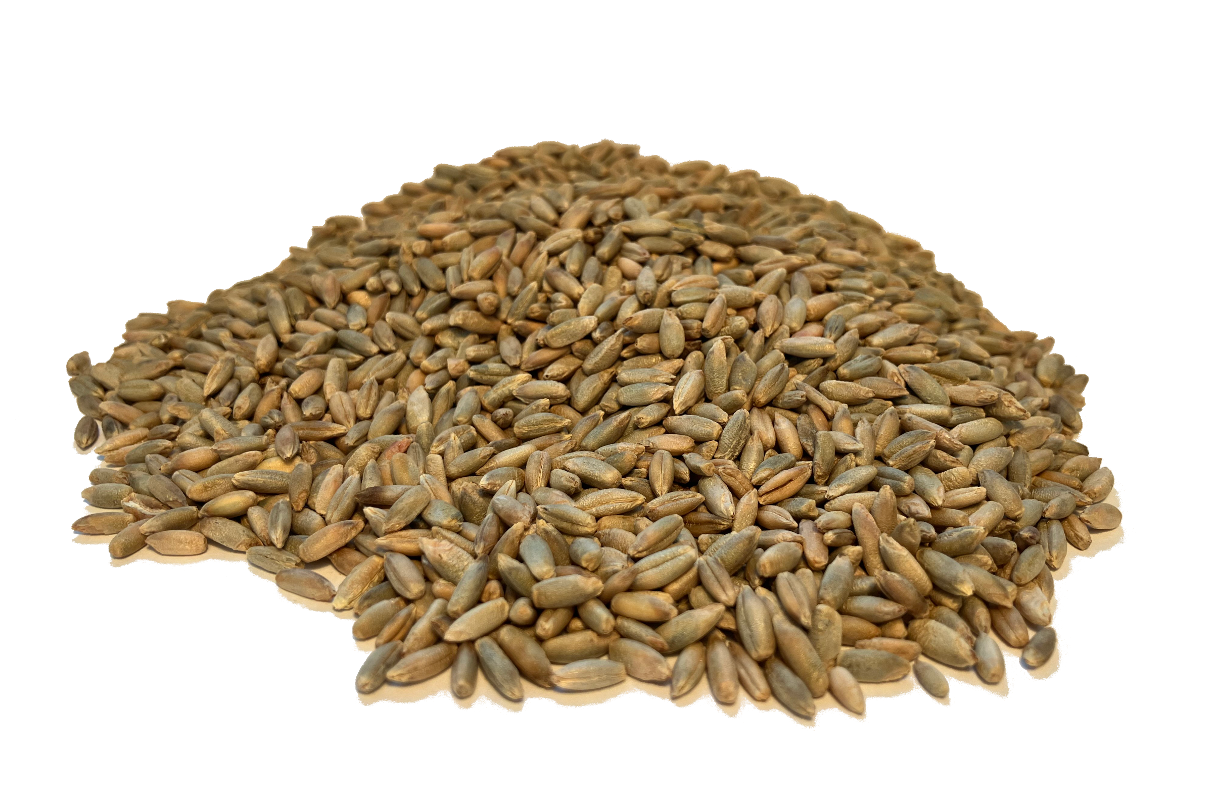 Wheat seed for sale