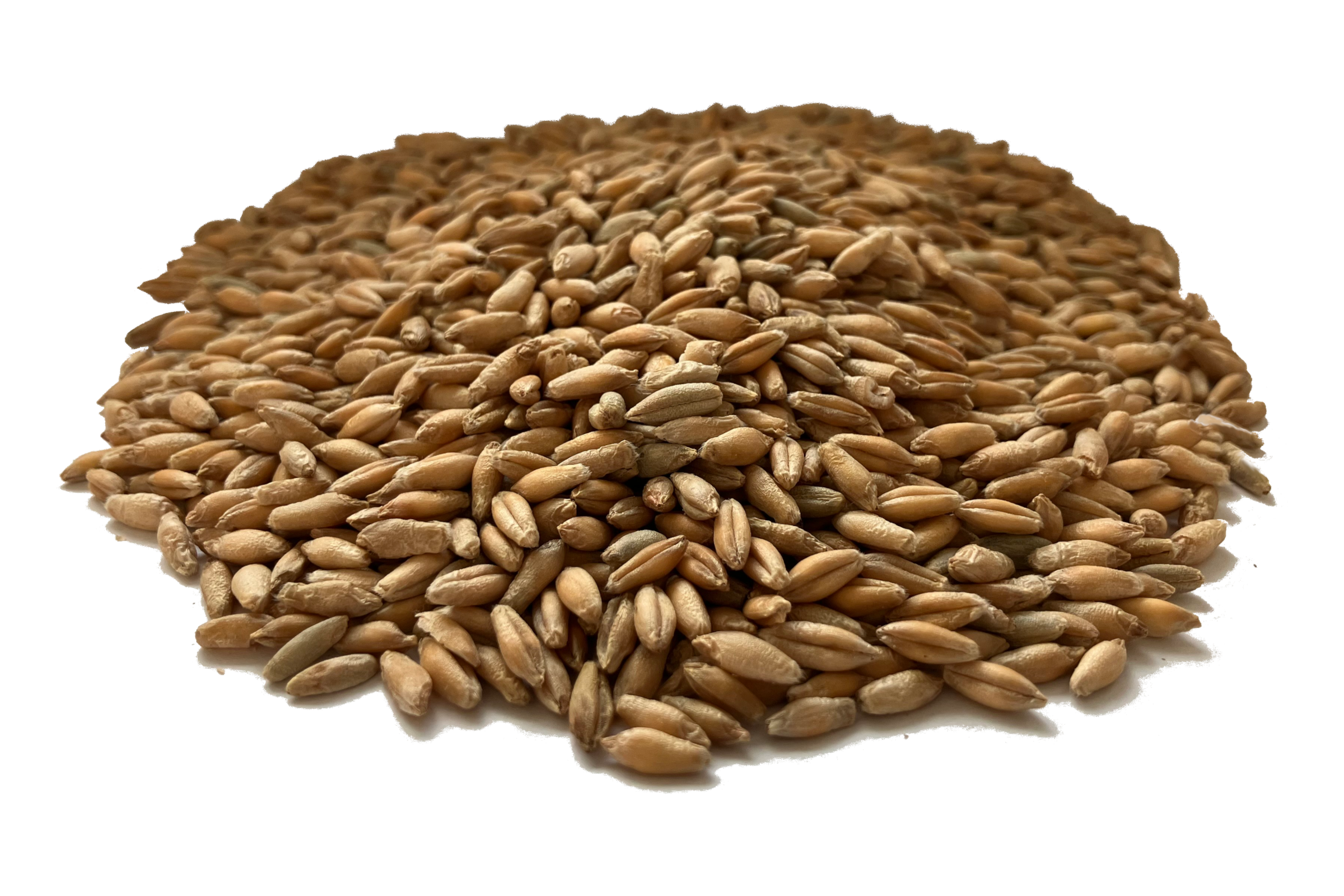 Soybean Seeds