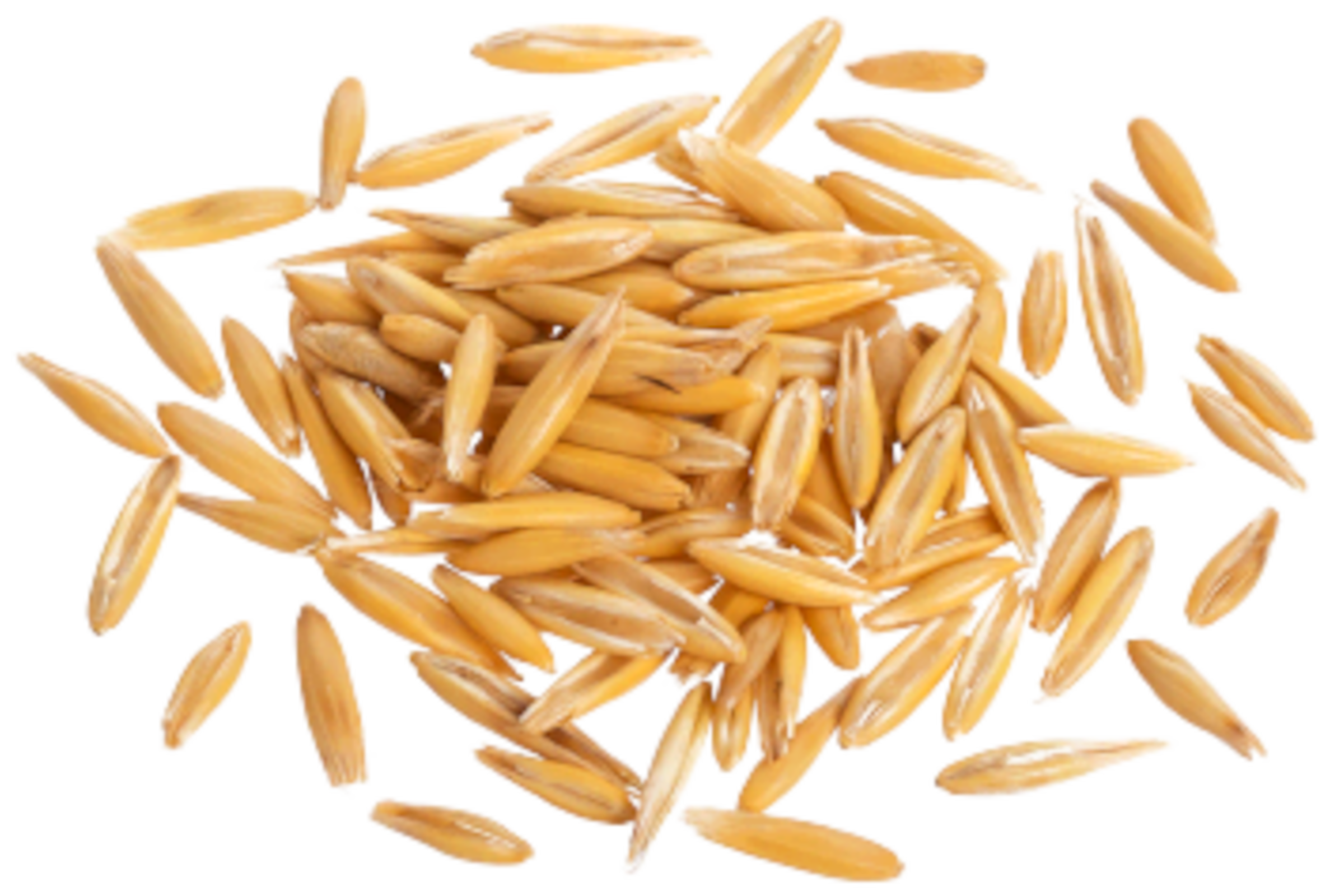 Oat Seeds
