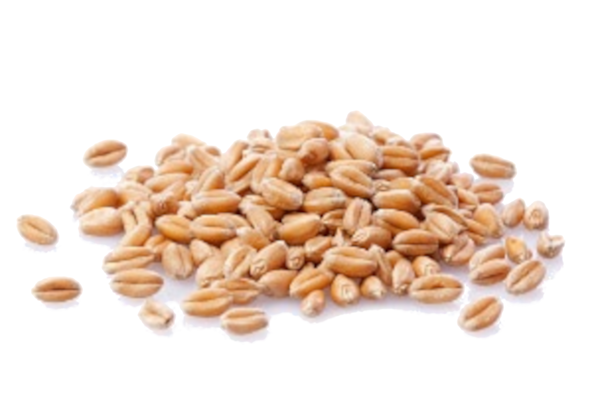 Wheat seed for sale