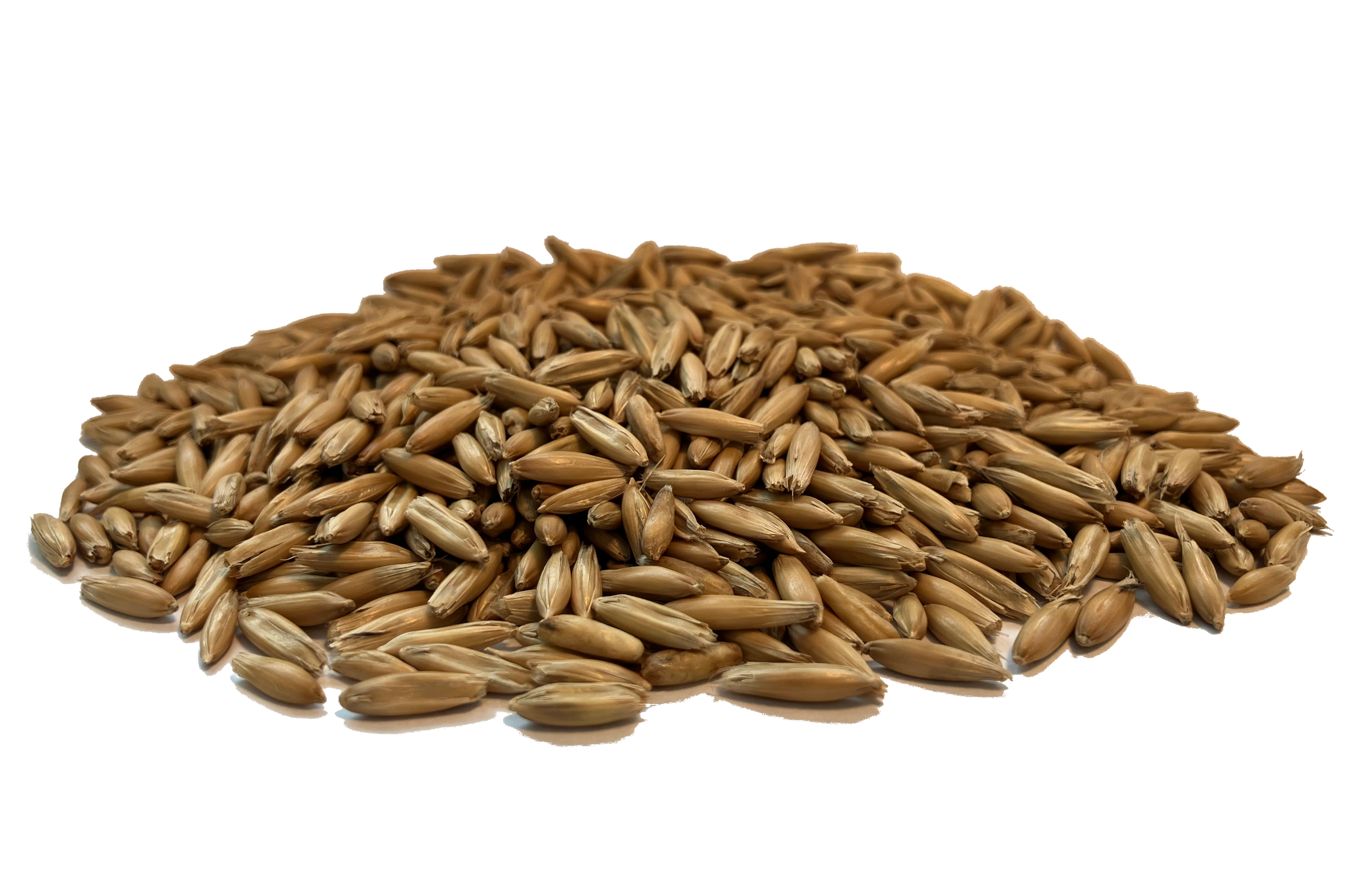 Oat Seeds