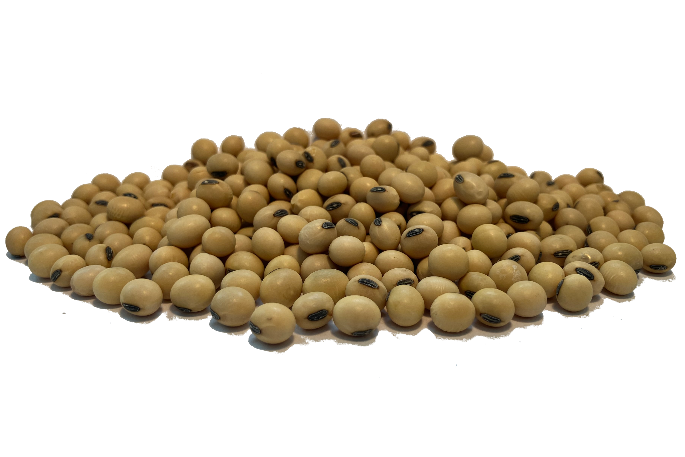 Soybean Seeds