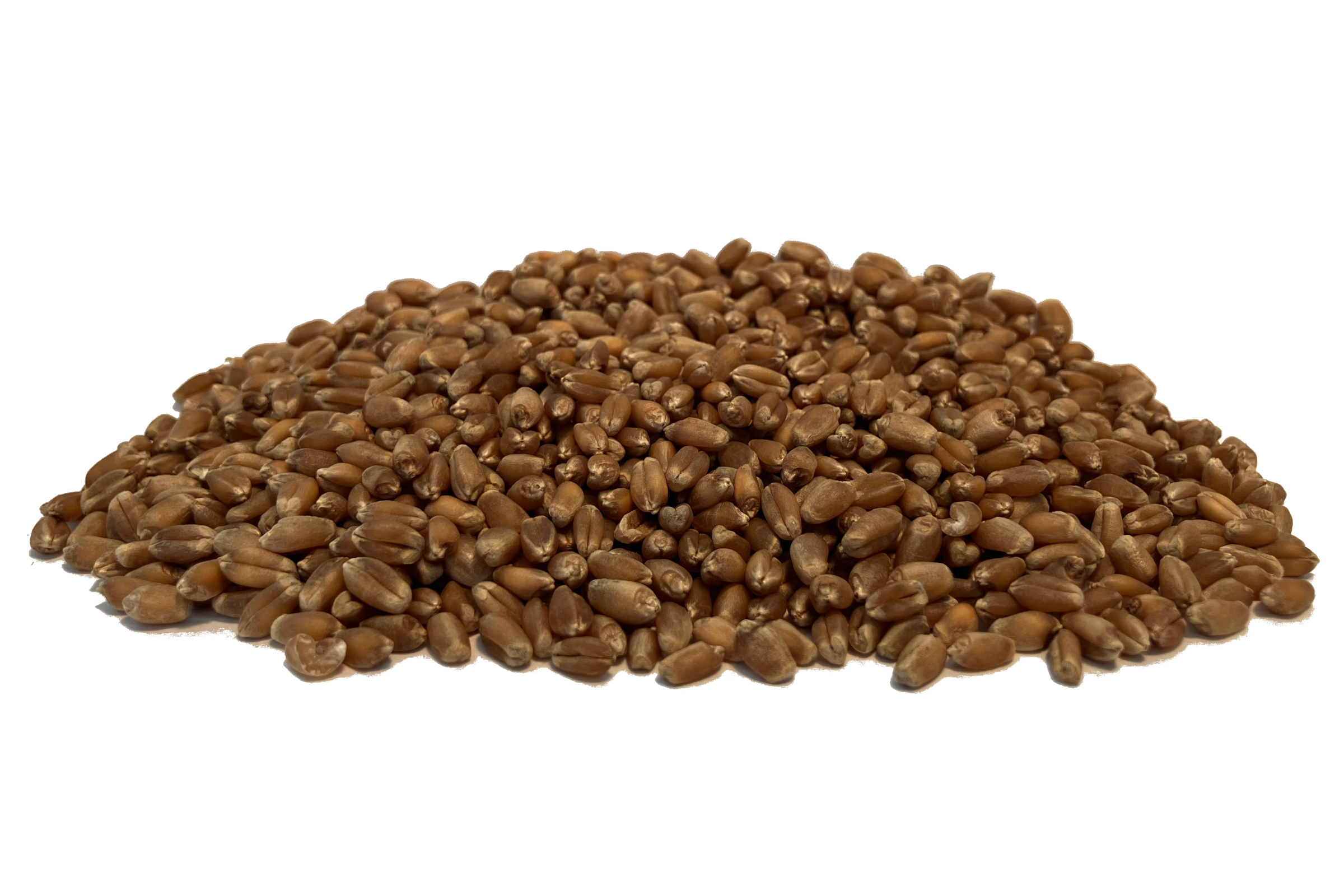 Wheat seed for sale
